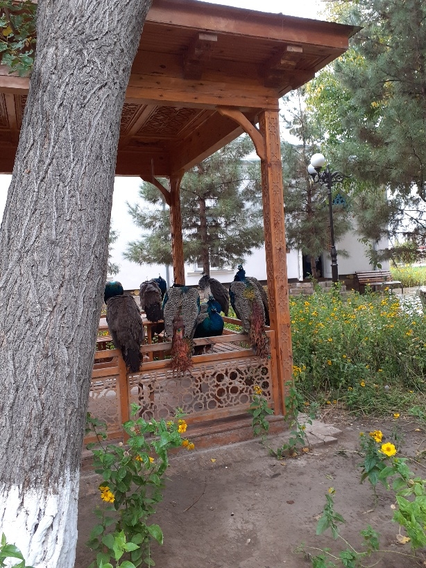 Voyage Circuit Culturel en OUZBEKISTAN